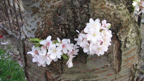 flower nature tree