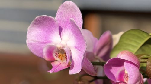 flower plant nature