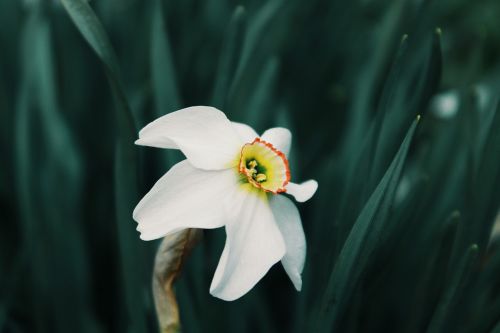 flower narcissus nature