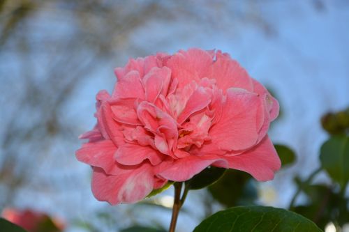 flower flower color pink nature