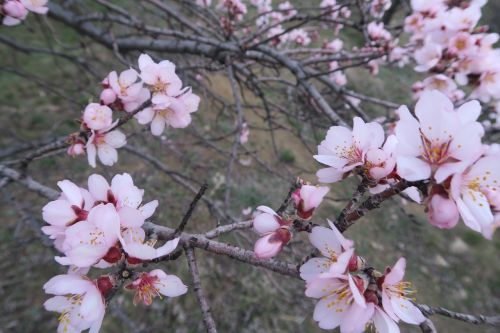 flower almond tree