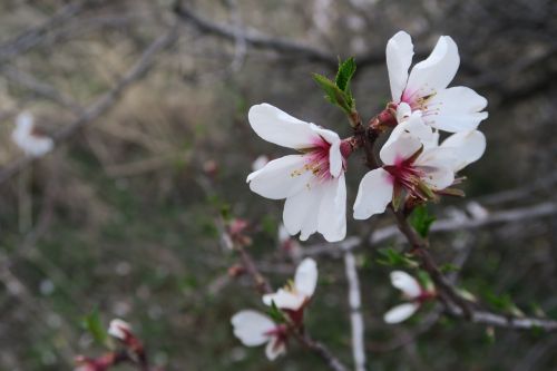 flower nature tree