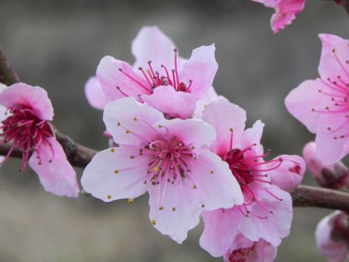 flower branch plant