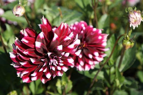 flower nature dahlia