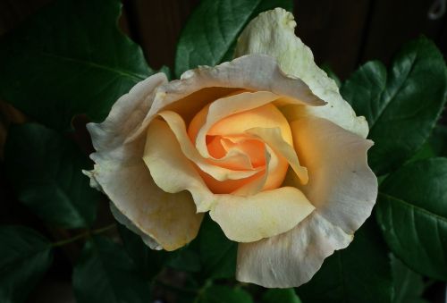 flower rose tea