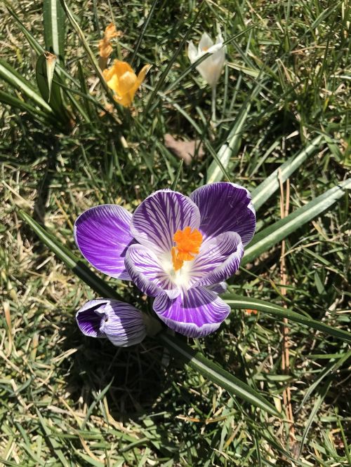 flower nature plant