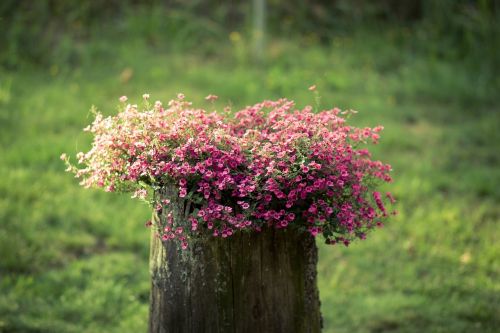 flower tree nature