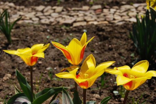 flower nature plant