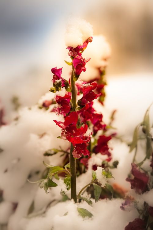 flower red winter snow