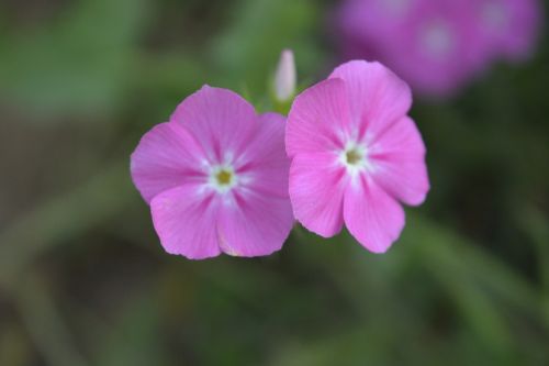 flower flora nature