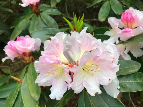 flower plant garden