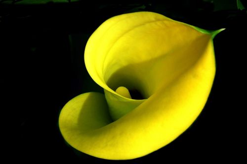 flower kalia yellow