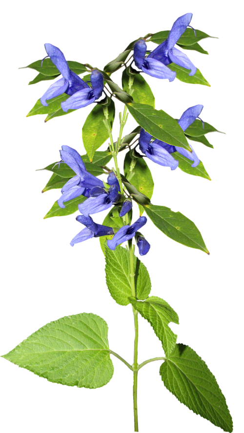 flower blue stem