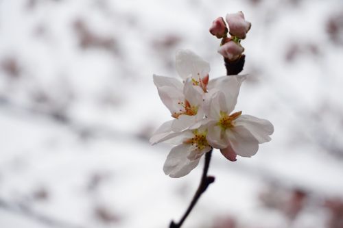 flower nature outdoor