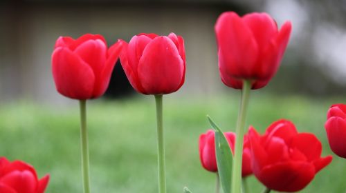 flower nature tulip