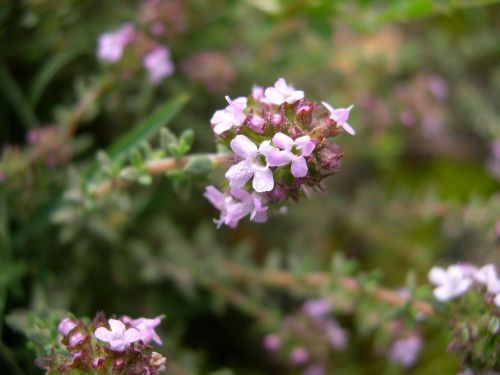 flower nature plant