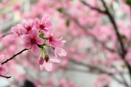 flower cherry wood nature