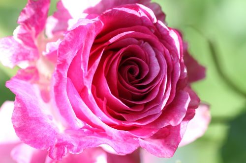 flower rose flora