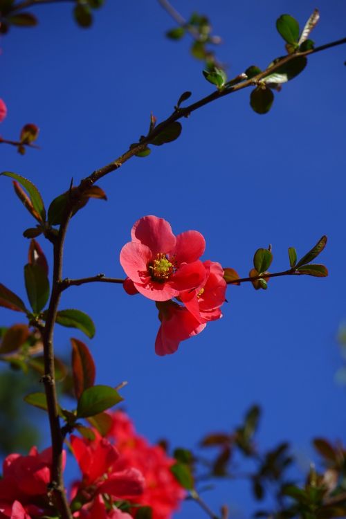 blossom bloom red