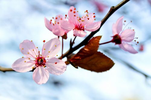 flower nature cherry