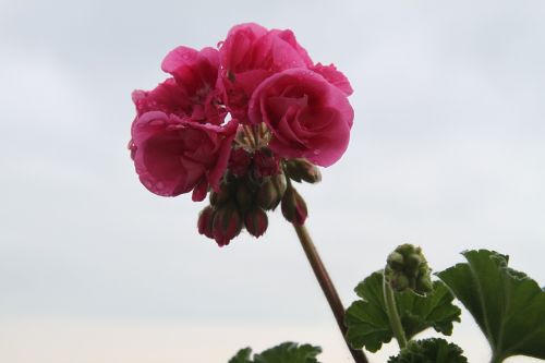 flower geranium