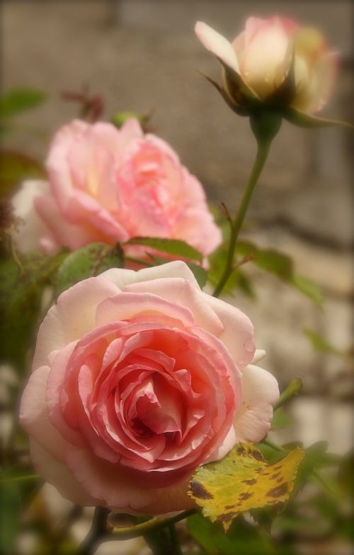 flower rosebush nature