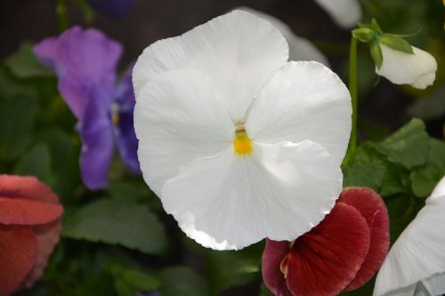 flower plant thinking white