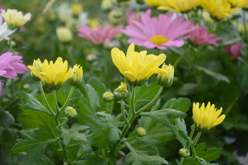 flower nature plant