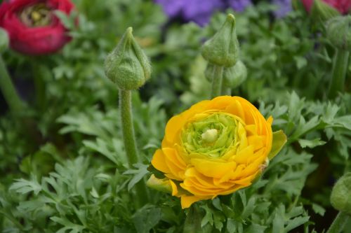 flower buttercup plant