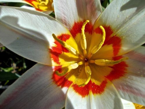 flower white orange