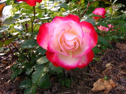 flower rose nature