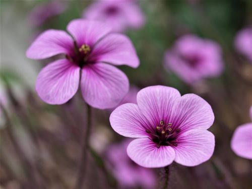 flower flora nature