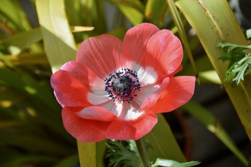 flower plant red anemone