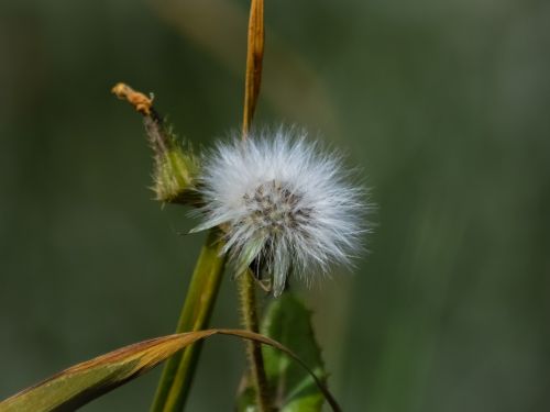 flower flora nature