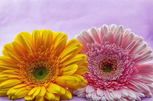 flower gerbera plant