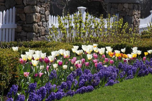 flower garden flora