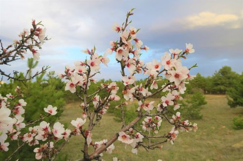 flower tree spring