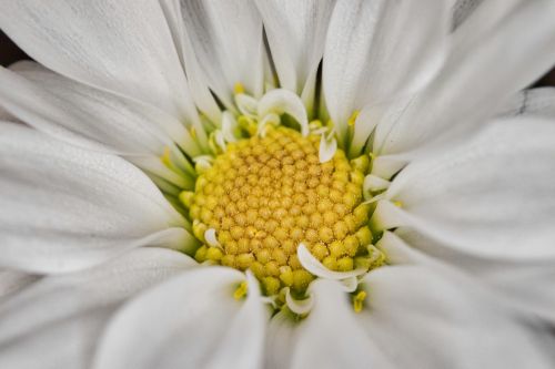 flower nature plant