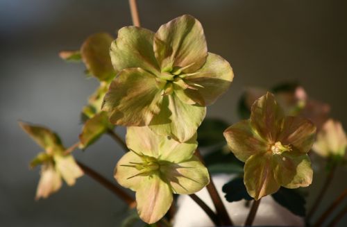 flower nature plant