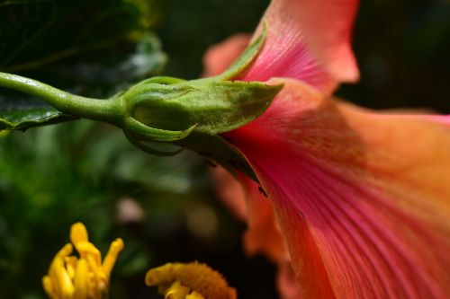 flower nature plant