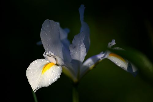 flower outdoors plant