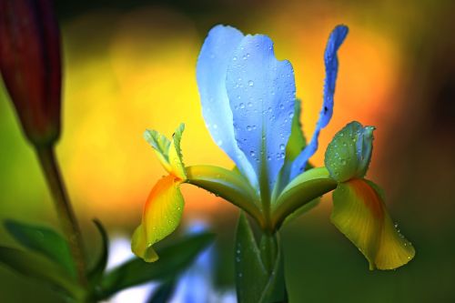 flower plant nature