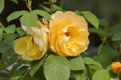 flower leaf flora