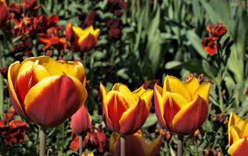 flower nature tulip