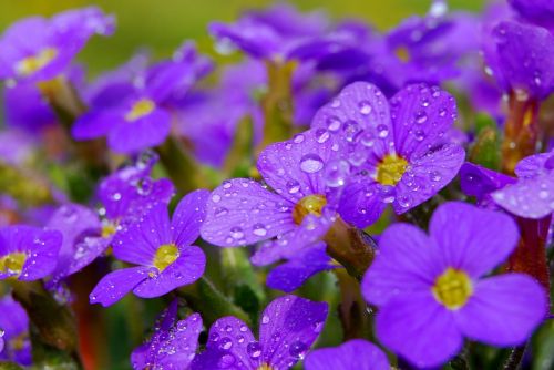 flower nature plant