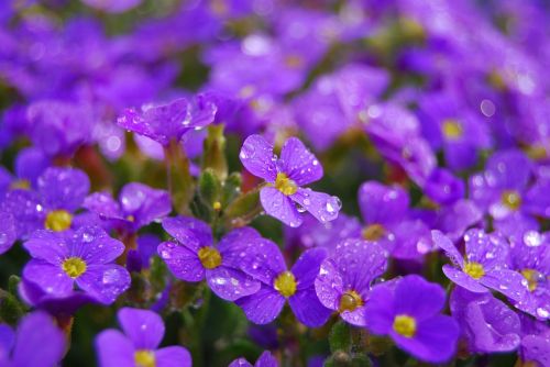 flower nature plant