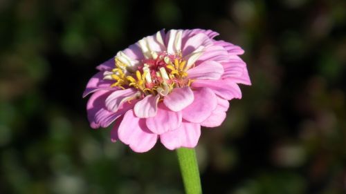 flower zinnia pink