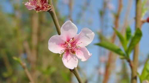 flower plant nature