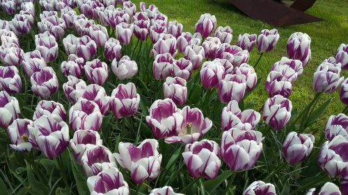 flower tulip plant