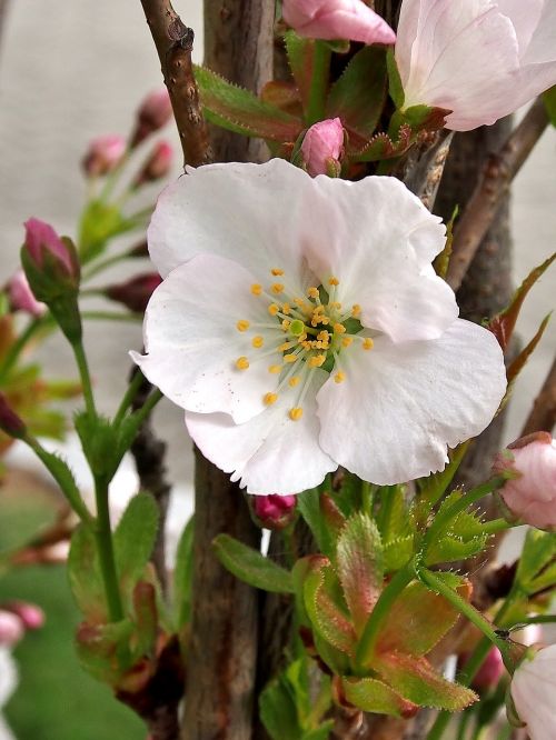 flower cherry blossom